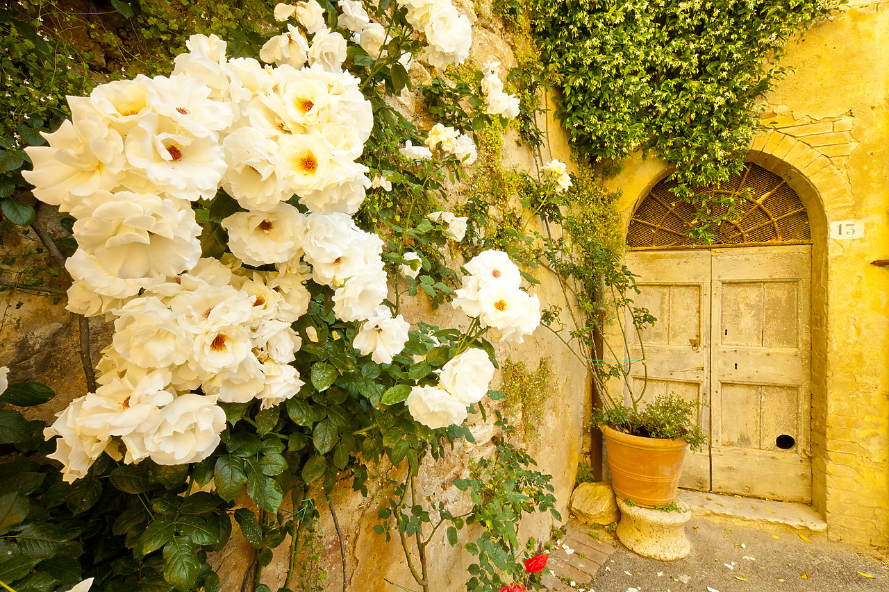 #110160-1 - Roses & Courtyard Door, Lucignano d'Asso, Tuscany, Italy