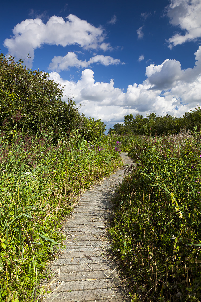 #110191-1 - Footpath Through Marshes, Ranworth, Norfolk Broads National Park, England