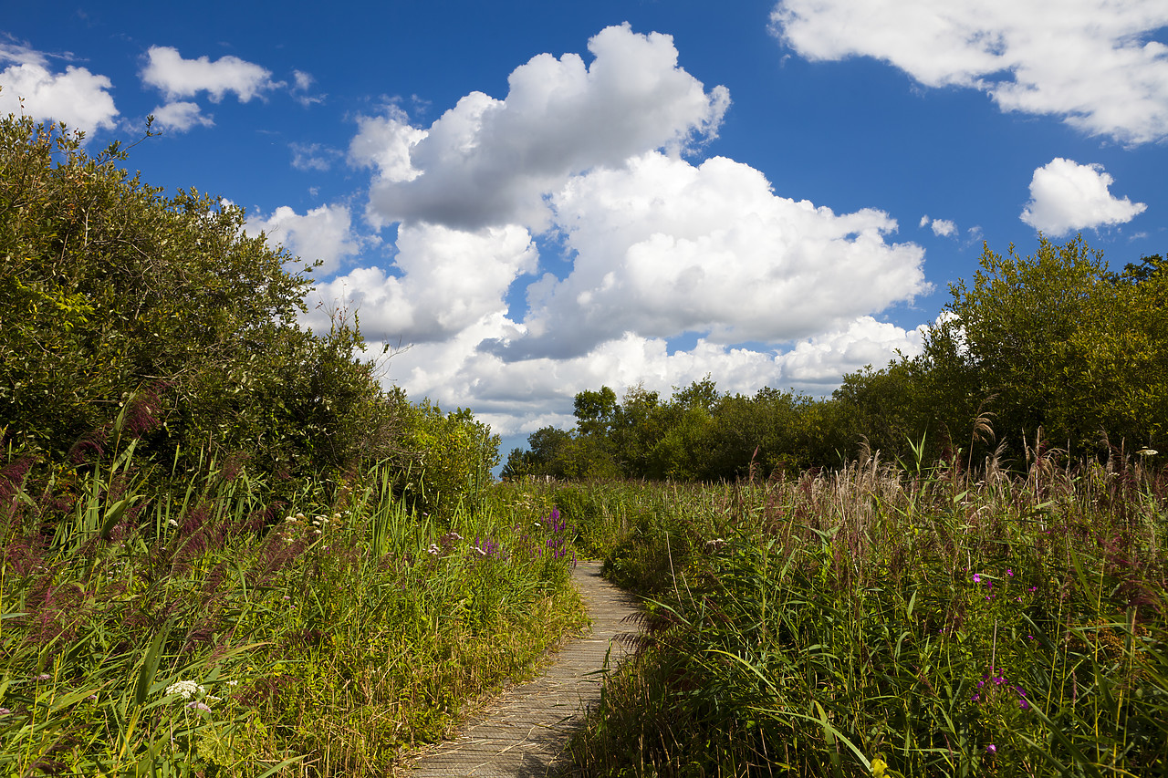 #110192-1 - Footpath Through Marshes, Ranworth, Norfolk Broads National Park, England