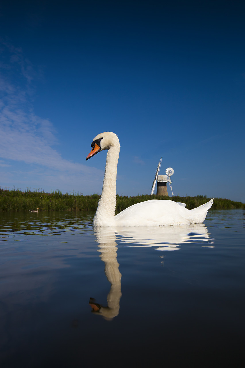 #110222-1 - Swan on River Thurne with St. Benet's Mill, Norfolk Broads National Park, England