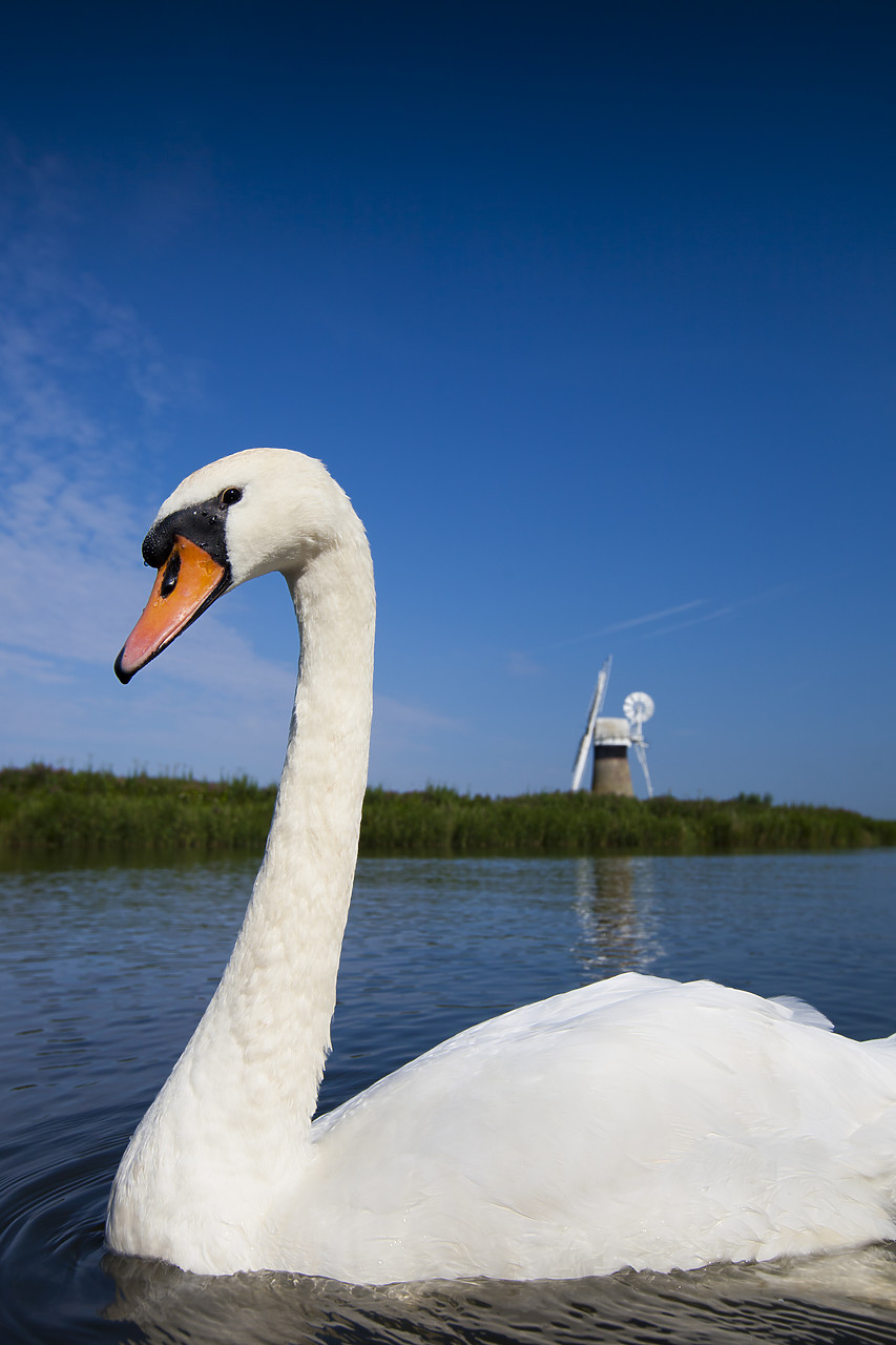 #110223-1 - Swan on River Thurne with St. Benet's Mill, Norfolk Broads National Park, England