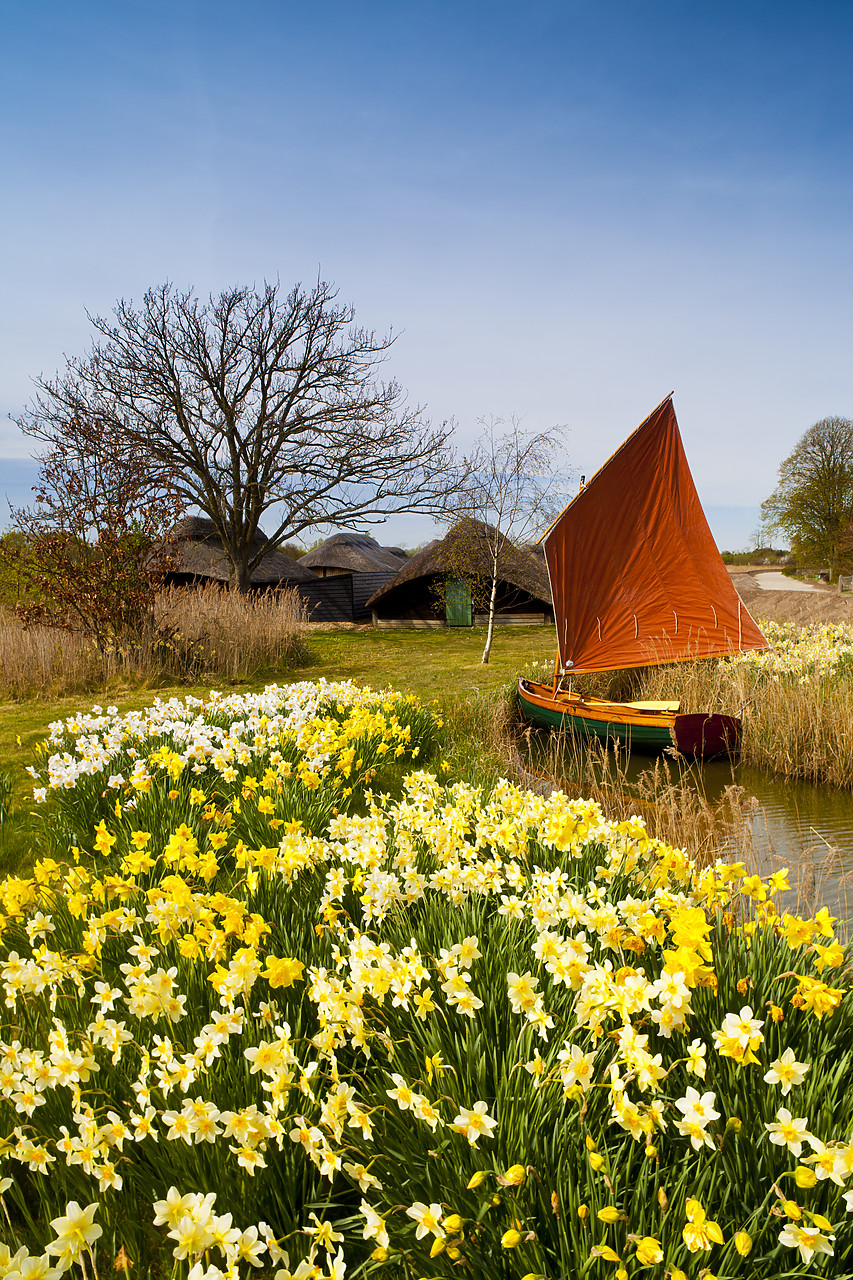 #110235-1 - Red Sailboat & Daffodils, Hickling, Norfolk, England