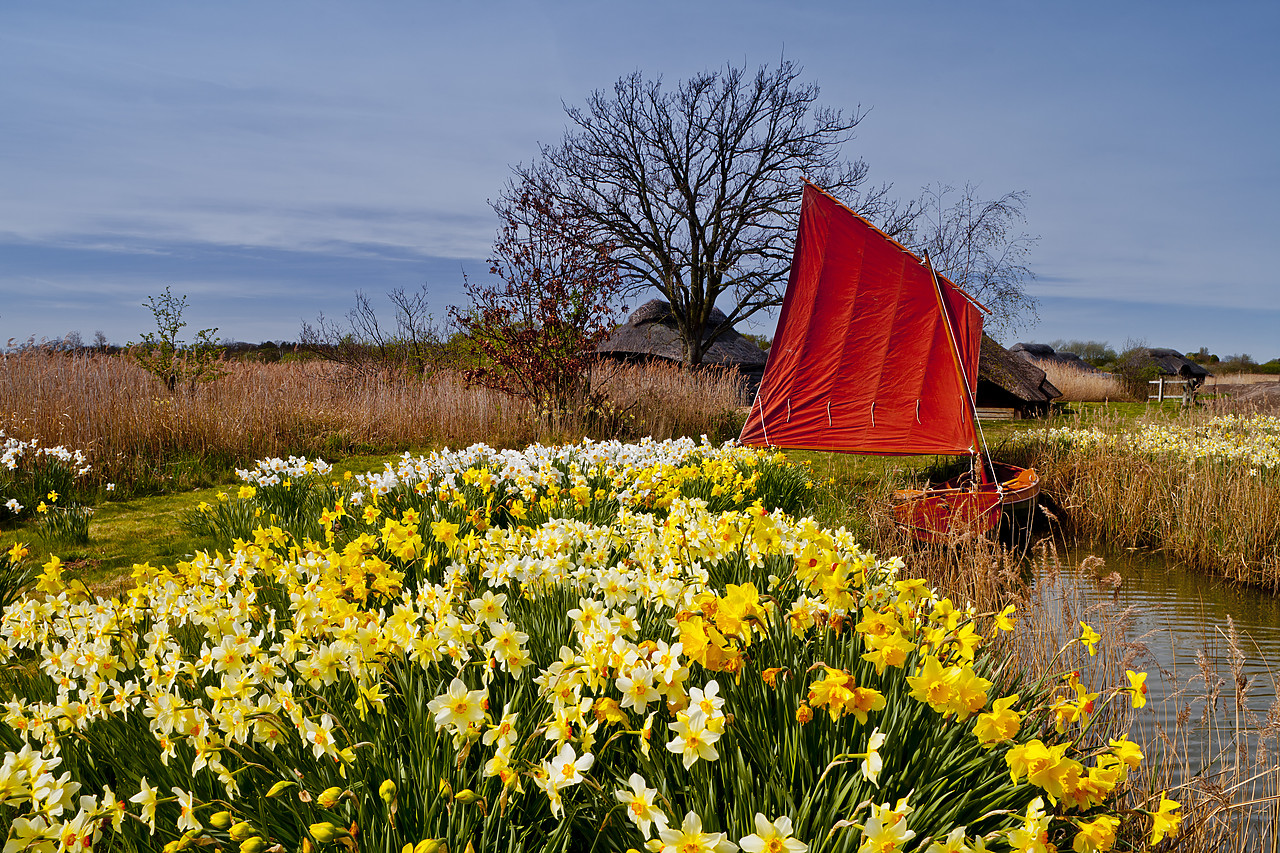 #110236-1 - Red Sailboat & Daffodils, Hickling, Norfolk, England