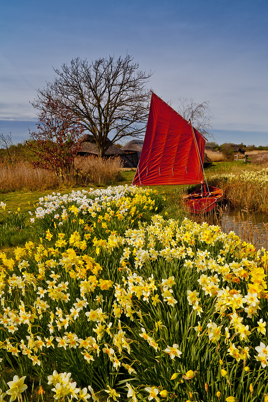 #110236-2 - Red Sailboat & Daffodils, Hickling, Norfolk, England