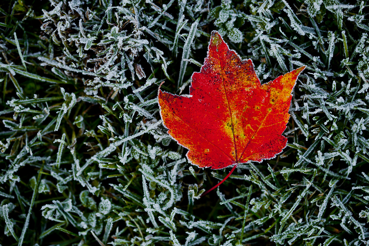 #110287-1 - Red Maple Leaf in Frost, Vermont, USA