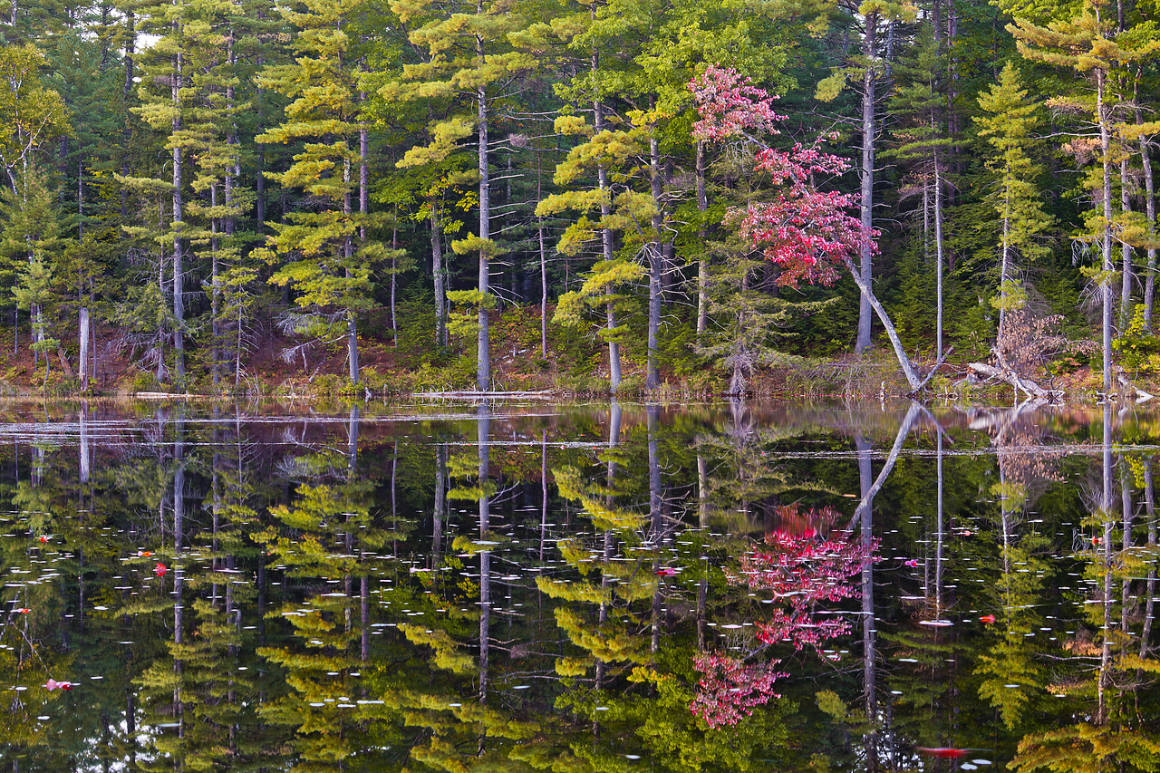 #110296-1 - Red Maple & Pine Tree Reflections, Conway, New Hampshire, USA