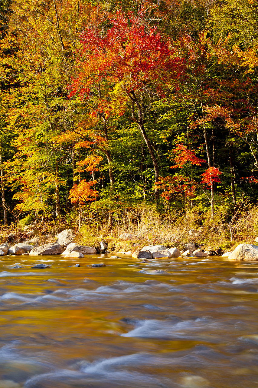 #110300-1 - Swift River in Autumn, New Hampshire, USA