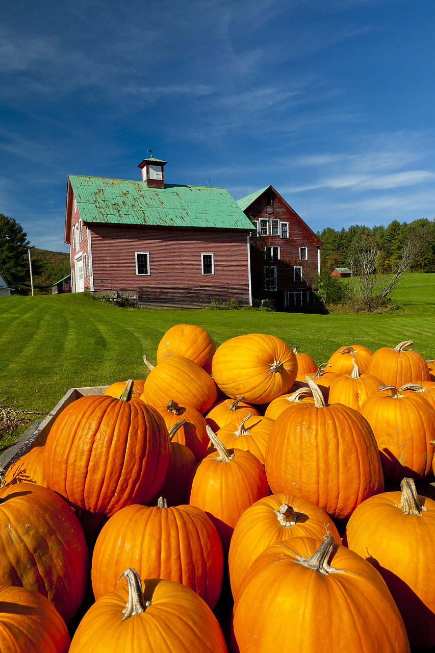 #110304-2 - Pumpkins & Red Barn, New Hampshire, USA