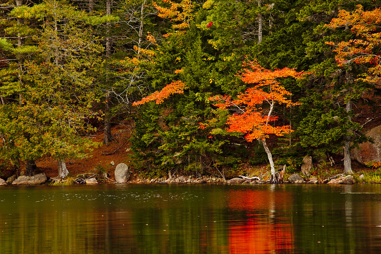 #110315-1 - Red Maple Reflecting in Bubble Pond, Acadia National Park, Maine, USA