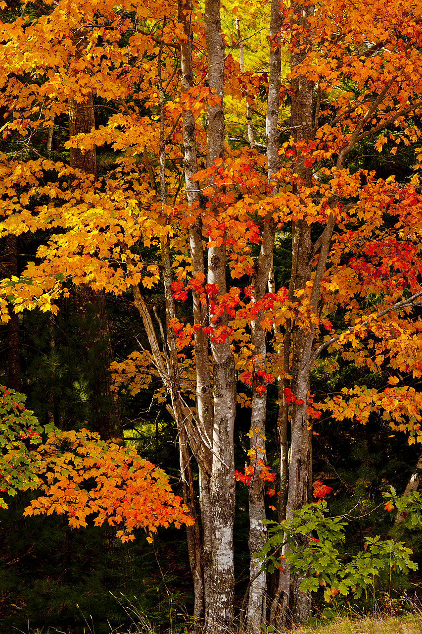 #110316-1 - Maple Tree in Autumn, Acadia National Park, Maine, USA