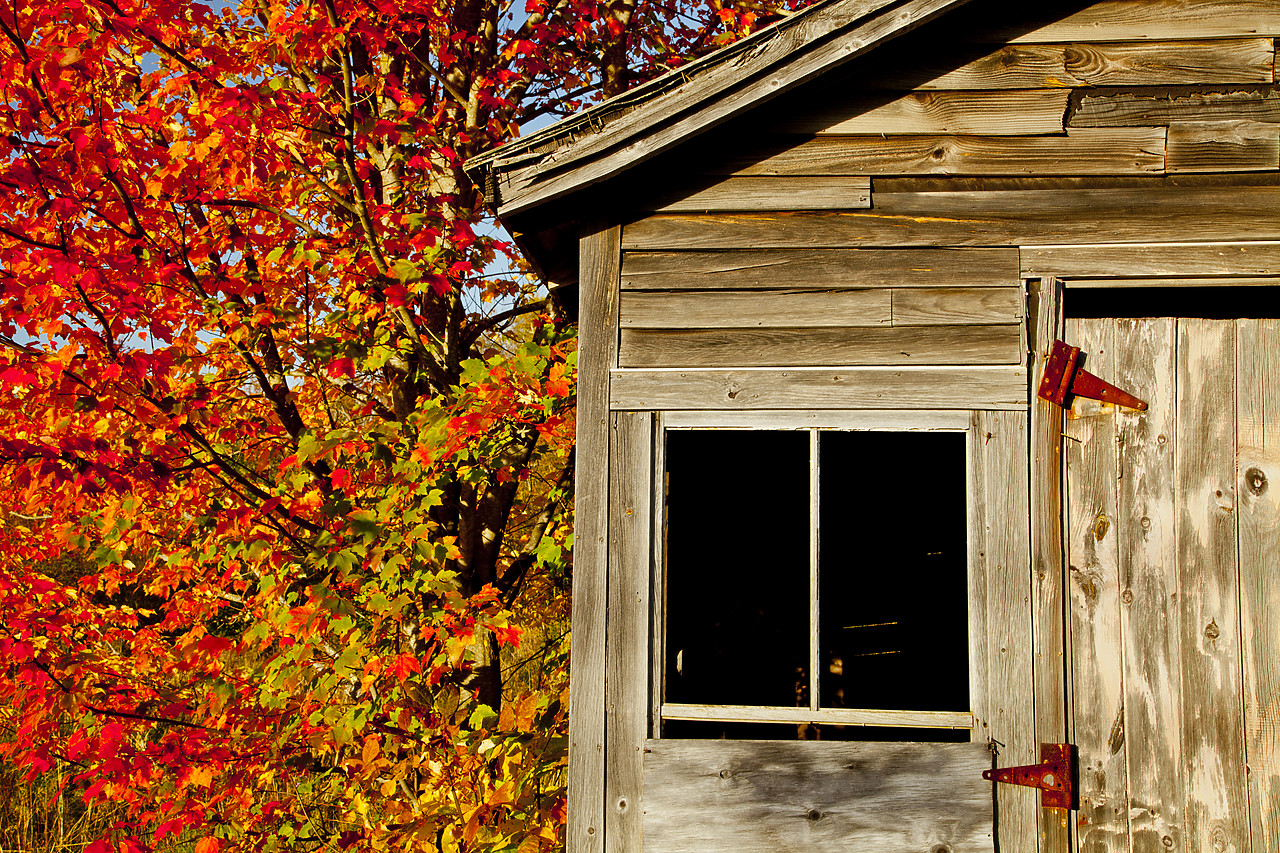 #110319-1 - Barn Window & Maple Tree, Camden, Maine, USA