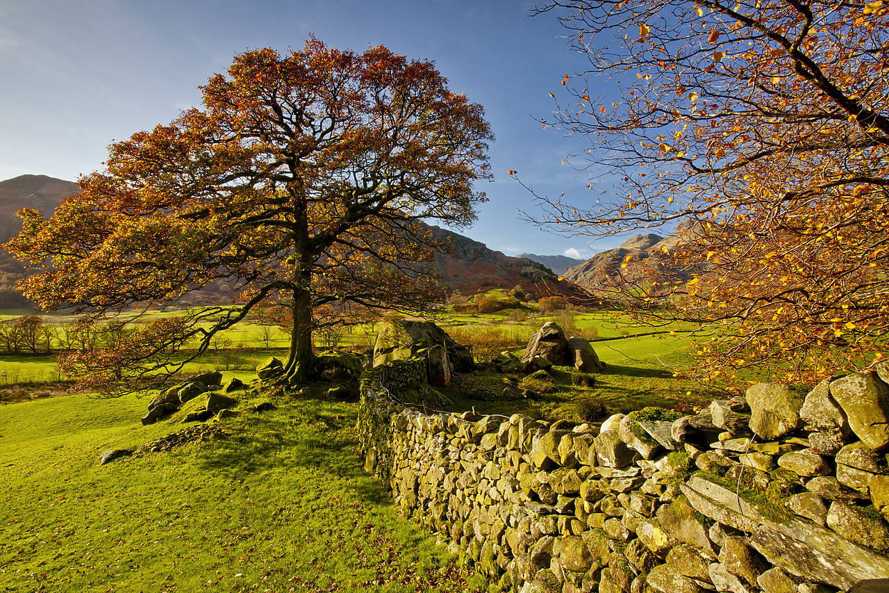 #110335-1 - Stonewall & Tree in Autumn, Great Langdale, Lake District National Park, Cumbria, England