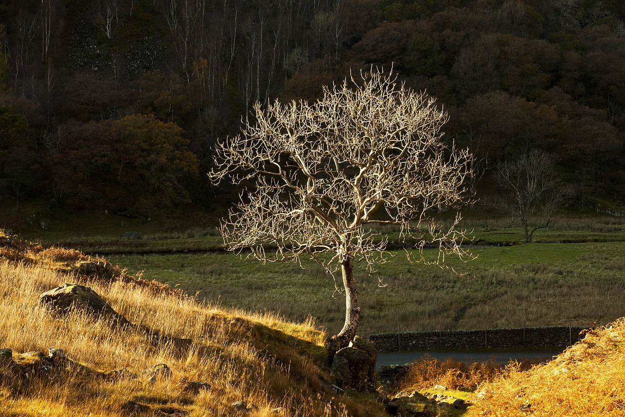 #110340-1 - Lone Tree, Lake District National Park, Cumbria, England