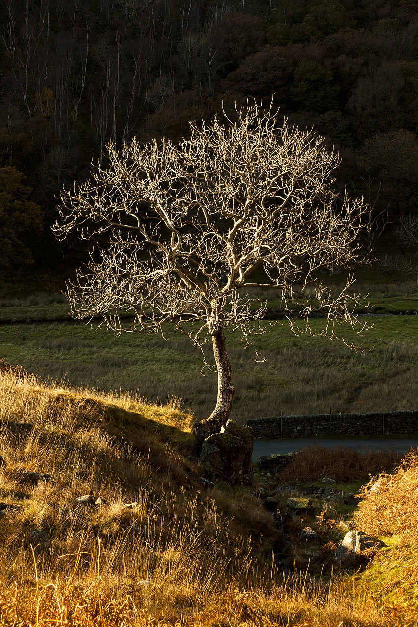 #110340-2 - Lone Tree, Lake District National Park, Cumbria, England