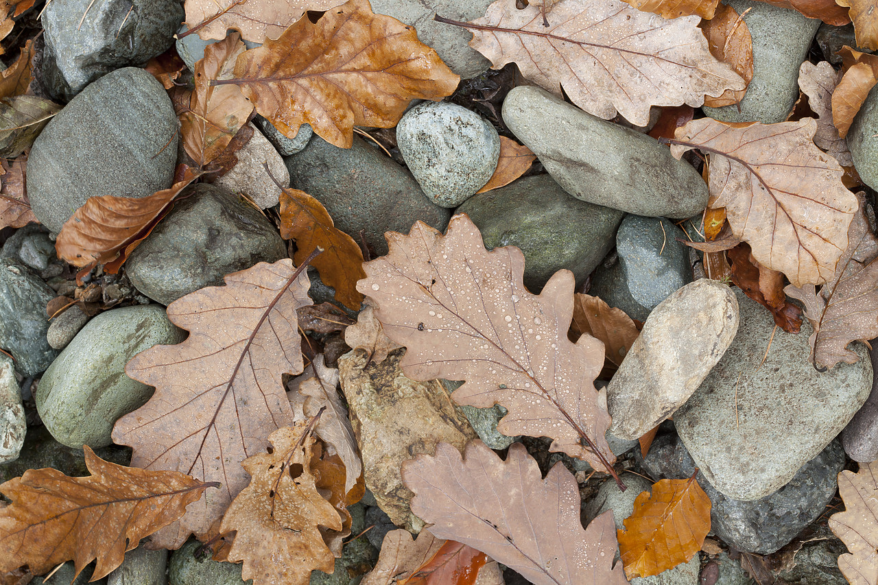 #110344-1 - Stones & Autumn Leaves, Lake District National Park, Cumbria, England