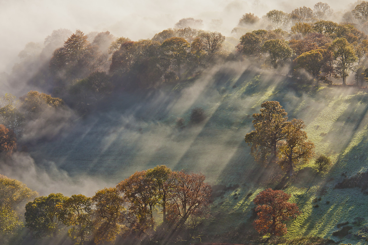 #110359-1 - Trees in Mist, Lake District National Park, Cumbria, England