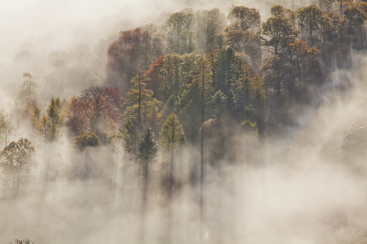#110360-1 - Trees in Mist, Lake District National Park, Cumbria, England