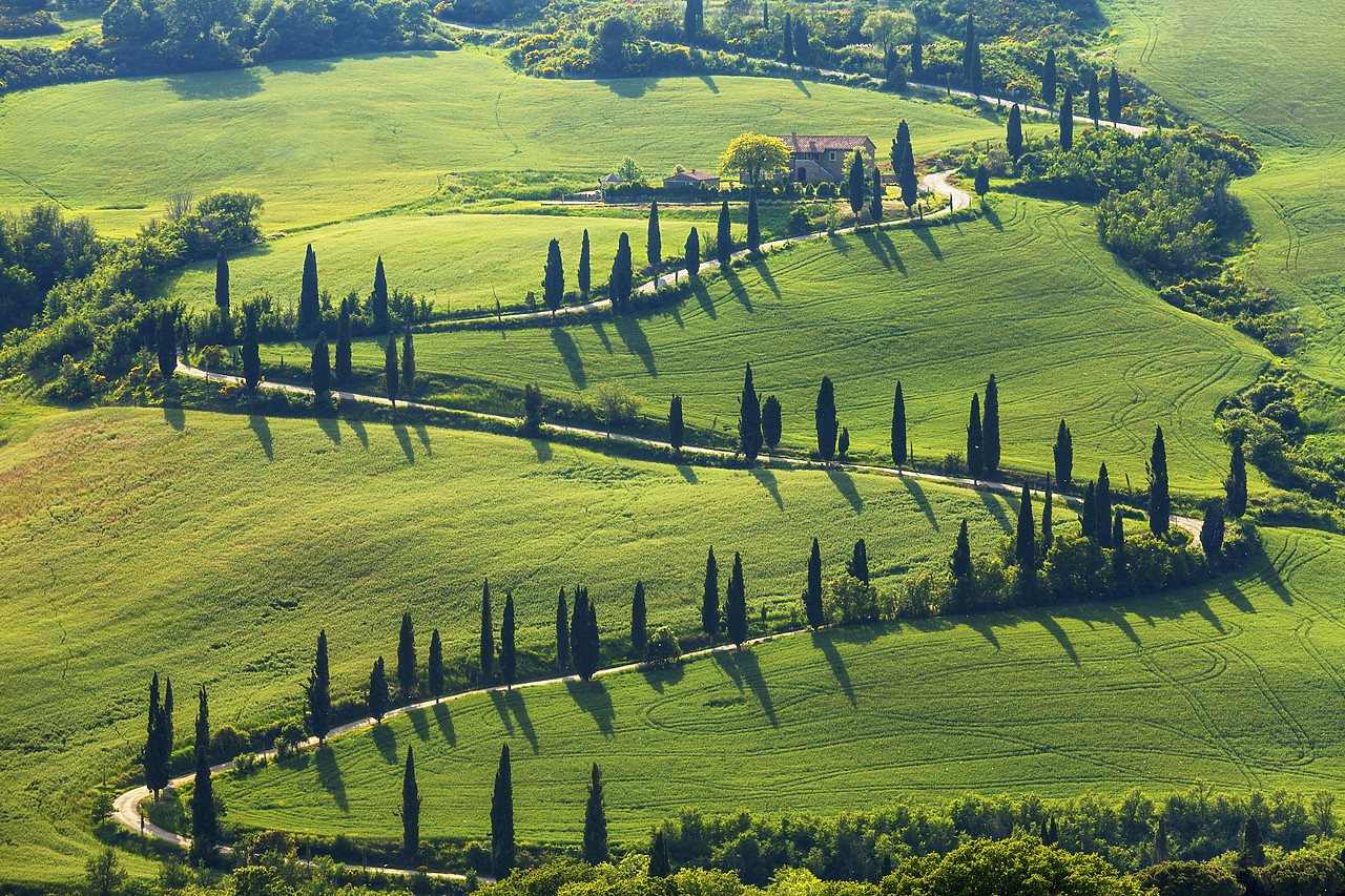 #120055-1 - Cypress Tree Lined Winding Road, La Foce, Tuscany, Italy