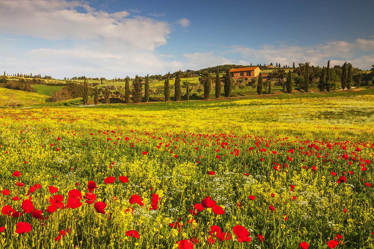 #120058-1 - Field of Wildflowers & Villa, Tuscany, Italy