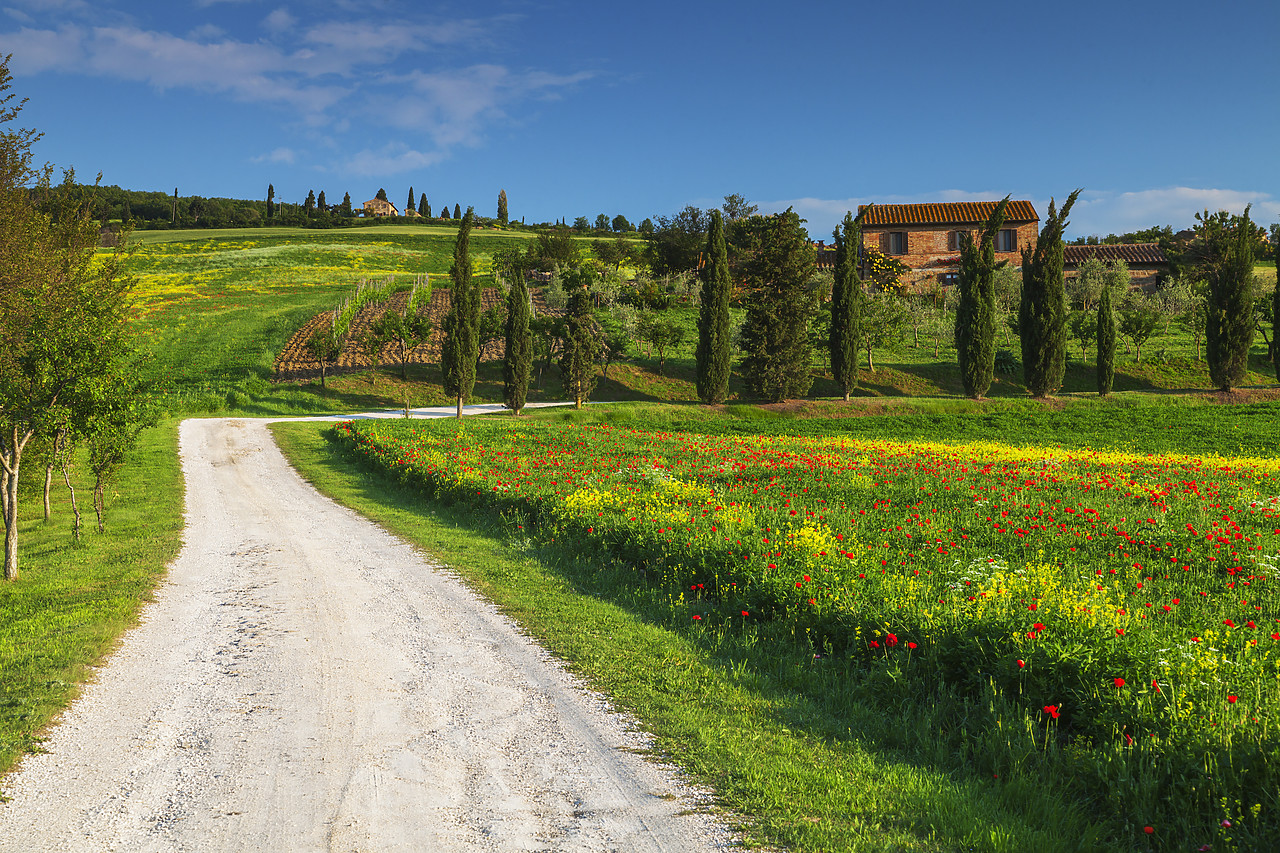 #120059-1 - Road Leading to Villa, Tuscany, Italy