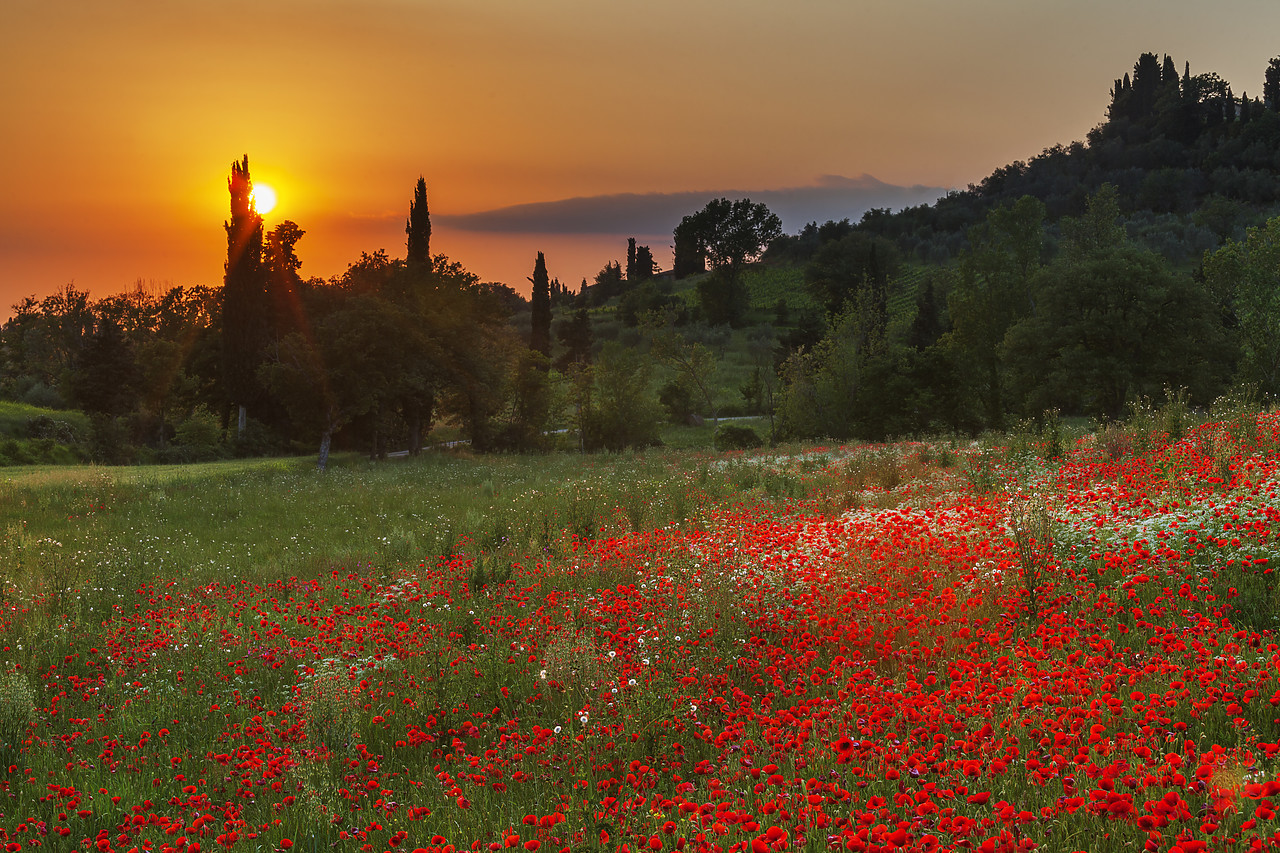 #120061-1 - Field of Poppies at Sunset, Tuscany, Italy