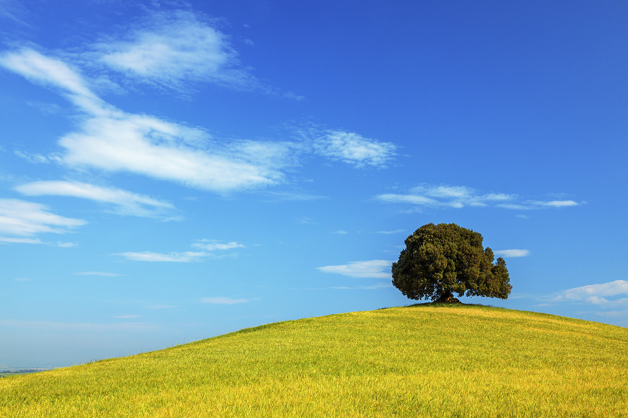 #120066-1 - Oak Tree in Field of Wheat, Tuscany, Italy