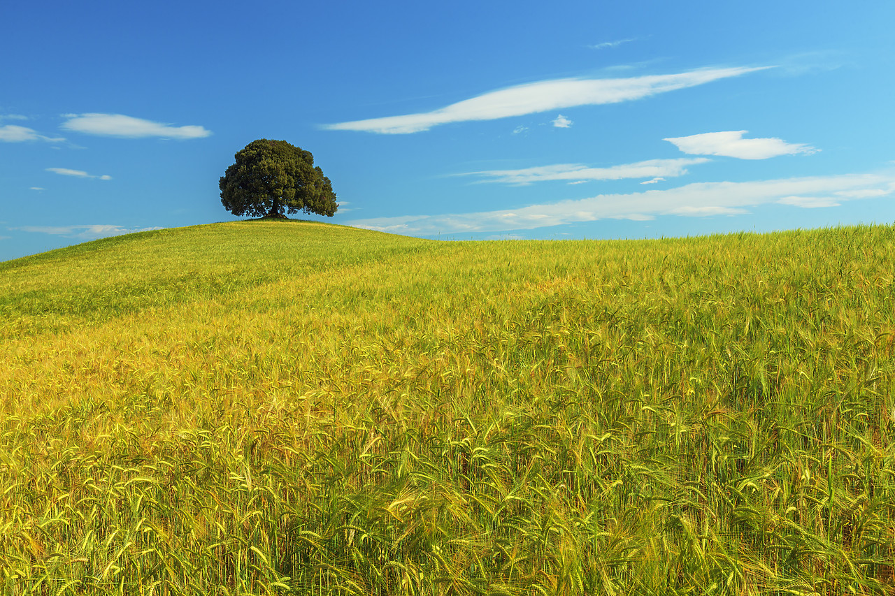 #120067-1 - Oak Tree in Field of Wheat, Tuscany, Italy