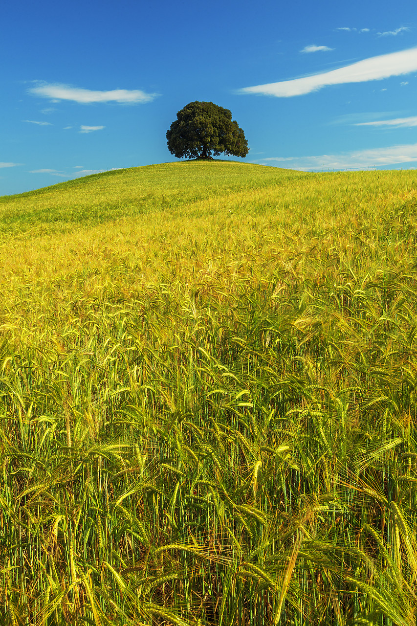 #120067-2 - Oak Tree in Field of Wheat, Tuscany, Italy