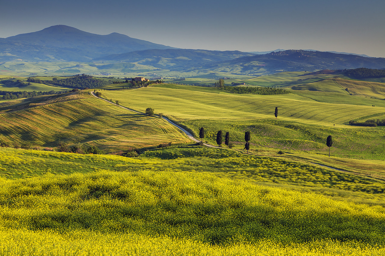 #120072-1 - Road Leading to Villa, near Pienza, Tuscany, Italy