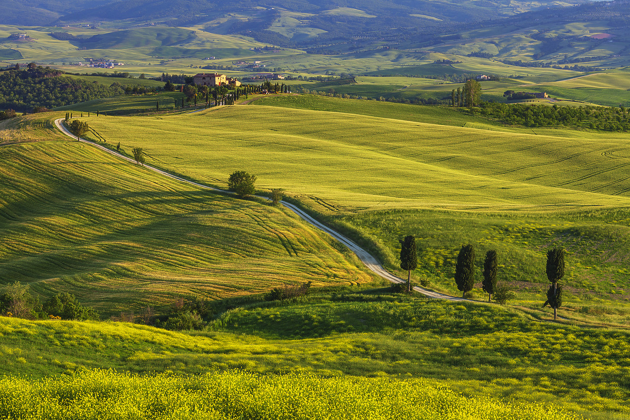 #120073-1 - Road Leading to Villa, near Pienza, Tuscany, Italy