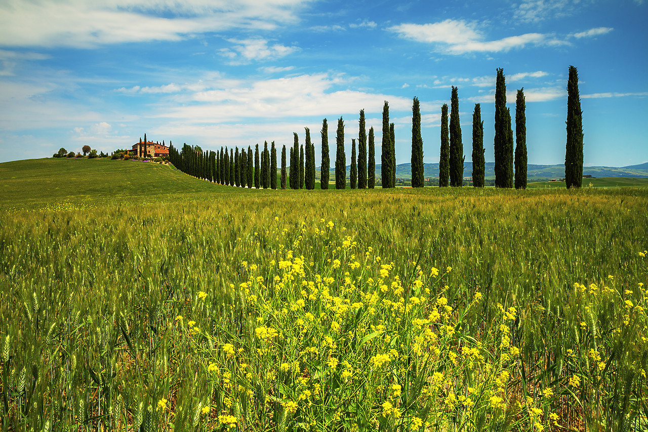 #120076-1 - Line of Cypress Trees & Villa, Val d'Orcia, Tuscany, Italy