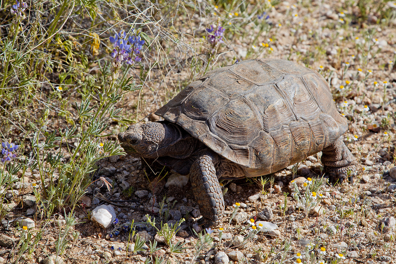 #120093-1 - Desert Tortoise (Gopherus agassizii), Santa Catalina State Park, Tucson, Arizona, USA