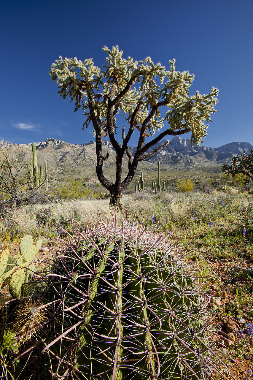 #120094-1 - Giant Cholla Cactus, Santa Catalina State Park, Tucson, Arizona, USA
