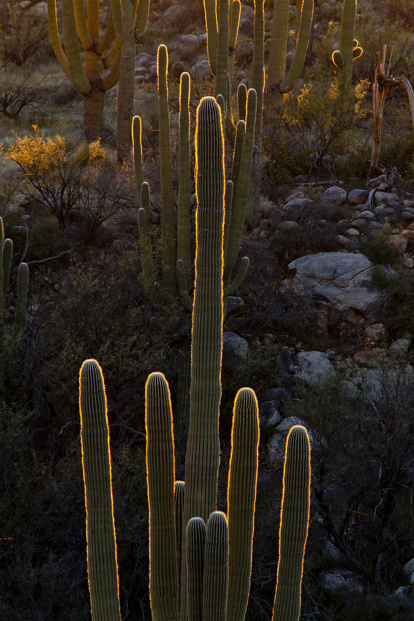 #120095-1 - Backlit Saguaros, Santa Catalina State Park, Tucson, Arizona, USA