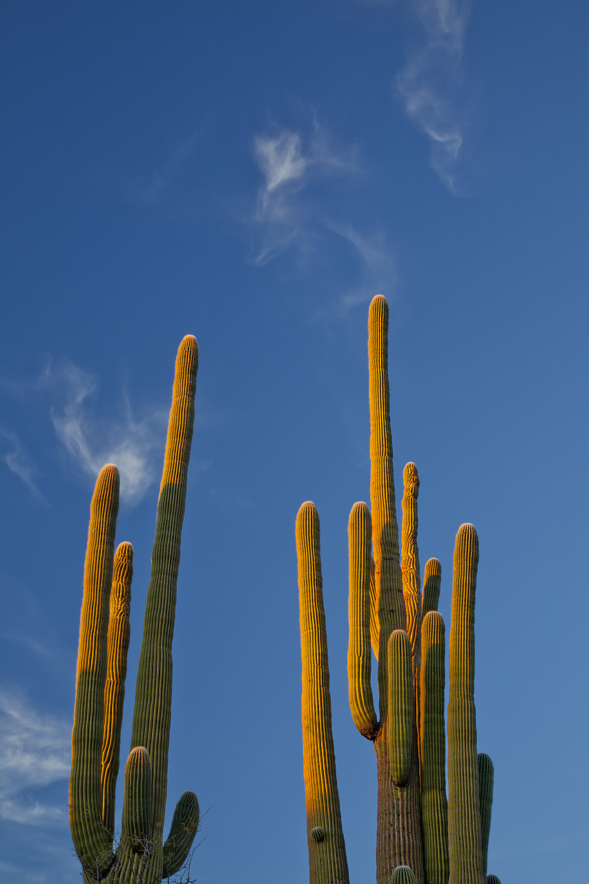 #120096-1 - Cirrus Clouds over Saguaros, Santa Catalina State Park, Tucson, Arizona, USA