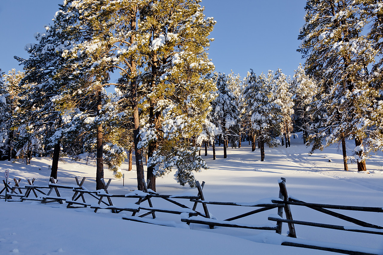 #120097-1 - Fresh Snow-covered Pine Trees, Flagstaff, Arizona, USA