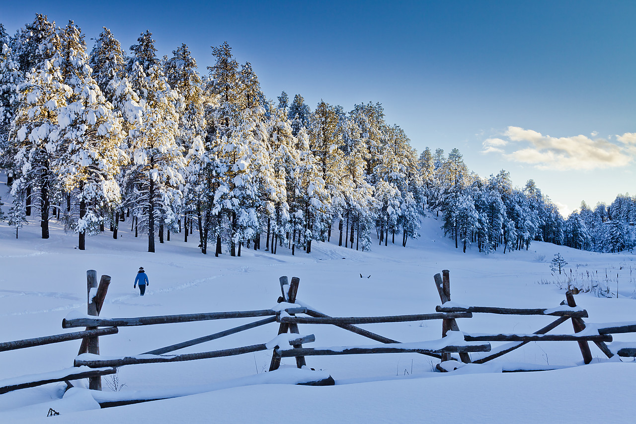 #120098-1 - Fresh Snow-covered Pine Trees, Flagstaff, Arizona, USA
