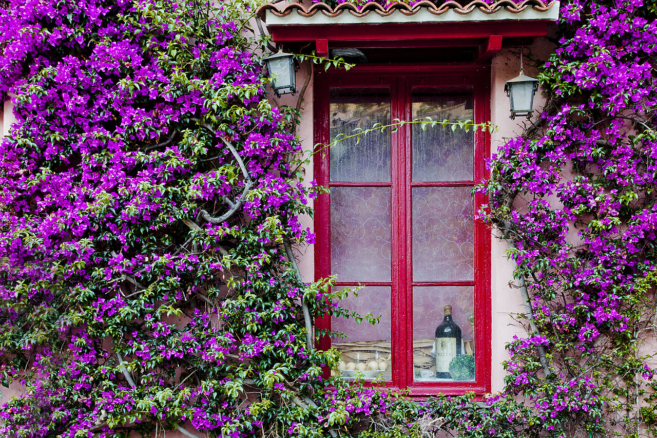 #120136-1 - Bougainvillea & Window, Roquebrune Cap Martin, Cote d'Azur, France