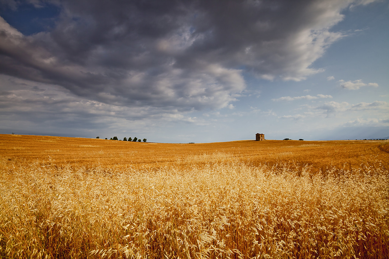 #120150-1 - Lone Barn in Field of Wheat, near Puimoisson, Alpes de Haute, Provence, France