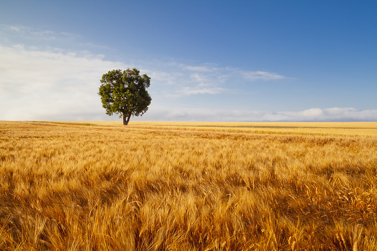 #120157-1 - Tree in Field of Wheat, Valensole Plain, Provence, France