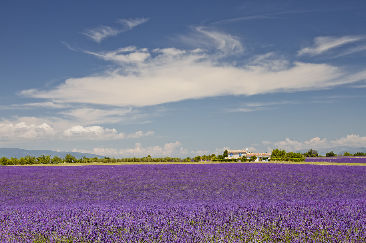 #120160-1 - Farmhouse & Field of Lavender, Valensole Plain, Alpes de Haute, Provence, France