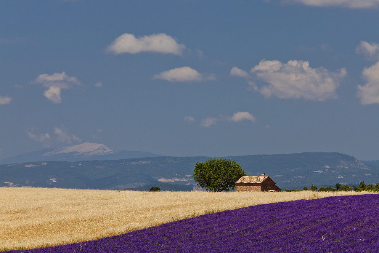 #120161-1 - Barn in Field of Lavender & Wheat, Valensole Plain, Alpes de Haute, Provence, France