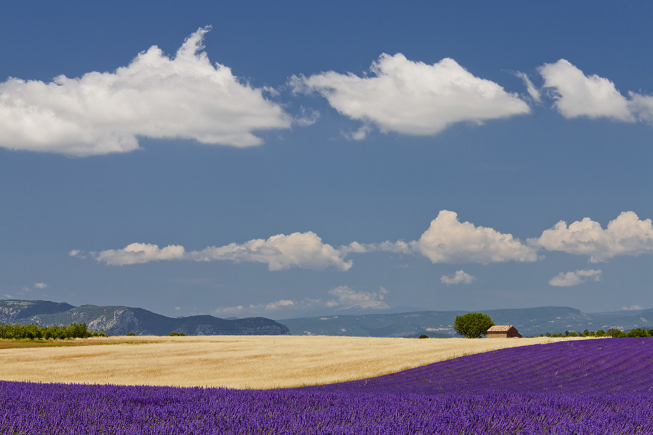 #120161-2 - Field of Lavender & Wheat, Valensole Plain, Alpes de Haute, Provence, France