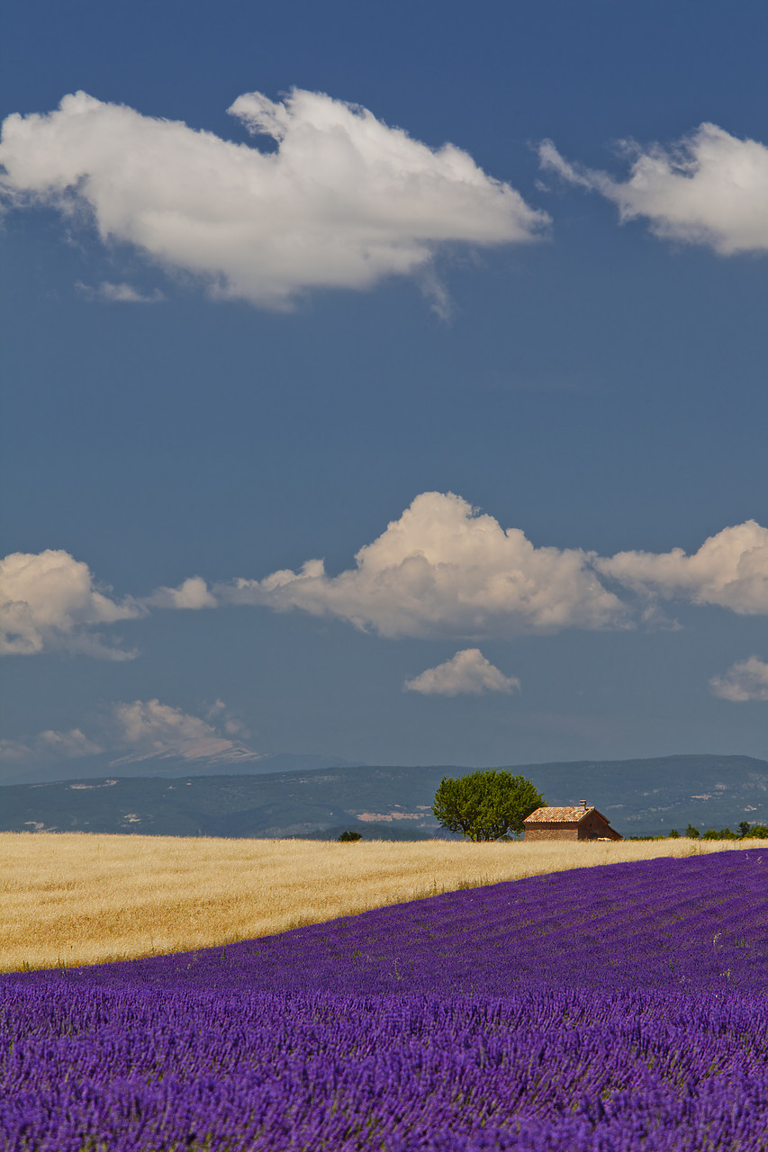 #120161-3 - Field of Lavender & Wheat, Valensole Plain, Alpes de Haute, Provence, France