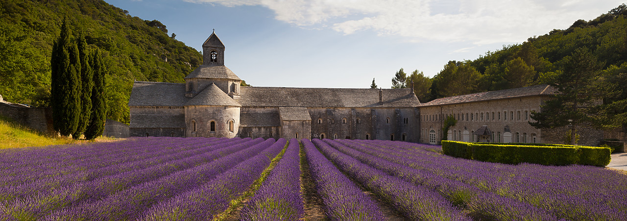 #120167-1 - Lavender Field & Abbaye de Senanque, near Gordes,  Provence, France