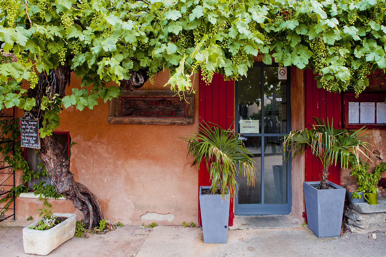 #120169-1 - Grapevine Framing Restaurant Door, Roussillon, Provence, France