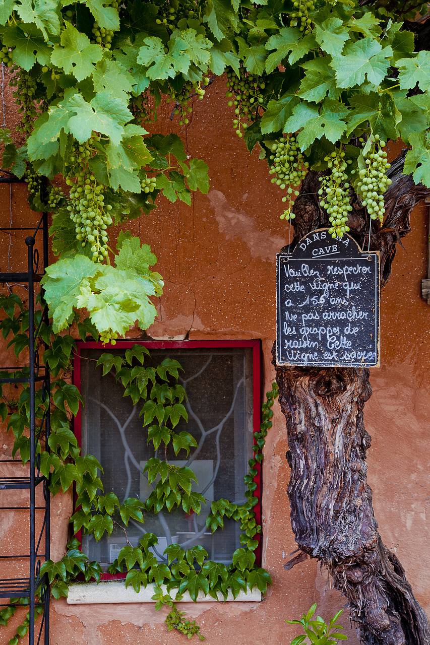 #120170-1 - Grapevine Framing Restaurant Window, Roussillon, Provence, France