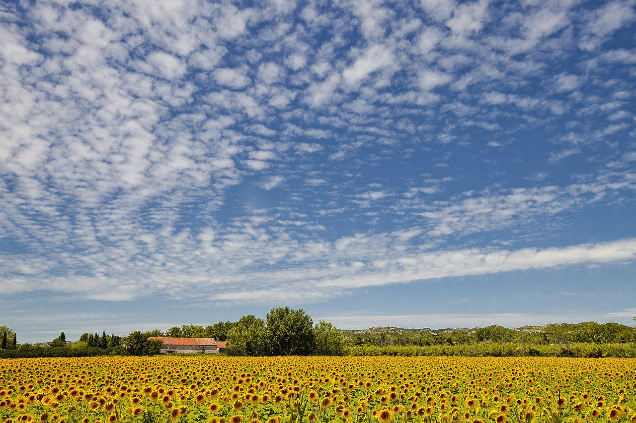 #120180-1 - Field of Sunflowers, near Arles, Provence, France