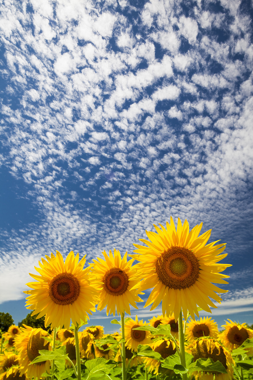 #120182-1 - Sunflowers & Cloudscape, near Arles, Provence, France