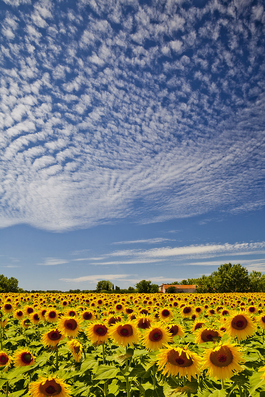 #120183-1 - Sunflowers & Cloudscape, near Arles, Provence, France